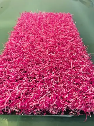 Pinkin värinurmen näytepala.